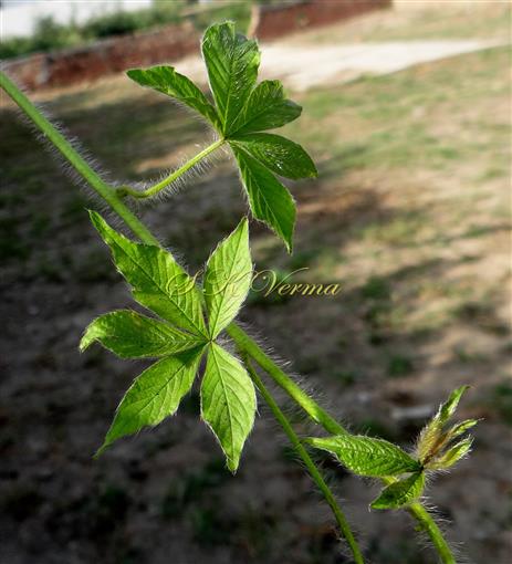  Leafy Shoot